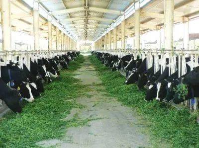 国家级草莓小镇即将落成，助力农产品销售新篇章