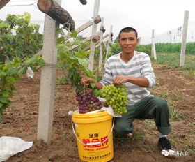农产品破局关键 选对全产业链综合服务商，打通销售“最后一公里”