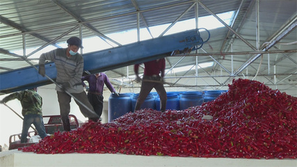 高台 “小辣椒”做成乡村振兴“大产业”